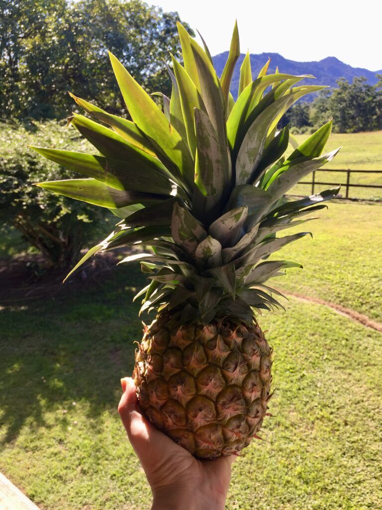 How Long Does It Take to Grow a Pineapple? + Pineapple Growing Stages!