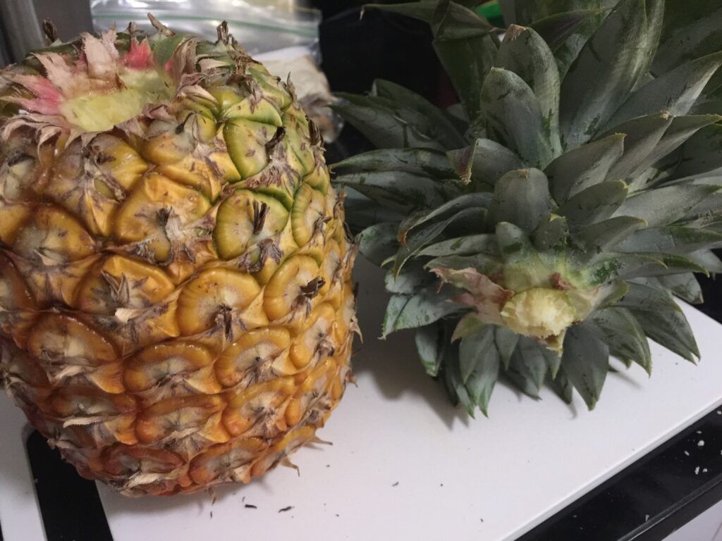 Pineapple fruit with crown cut off for propagation