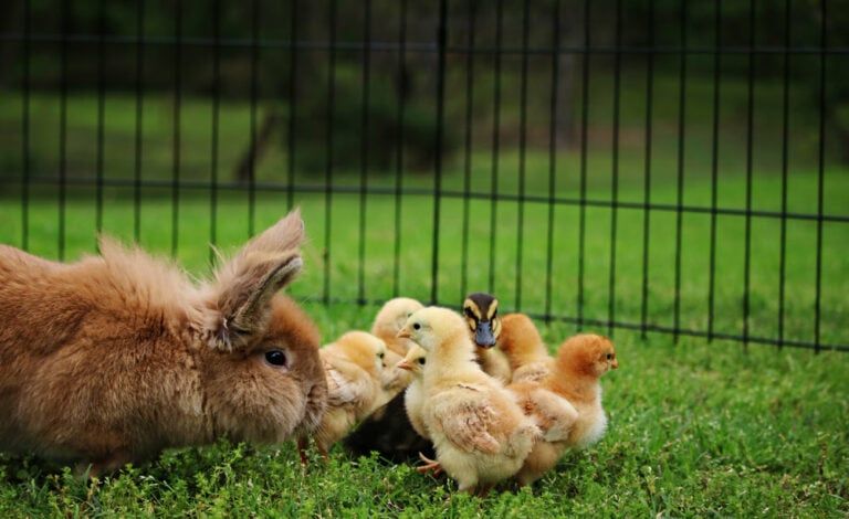 adorable farmyard rabbit chicks and a duckling