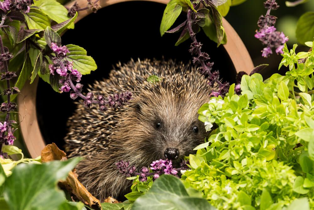 adorable hedgehog in a colorful herb garden with thyme and green plants