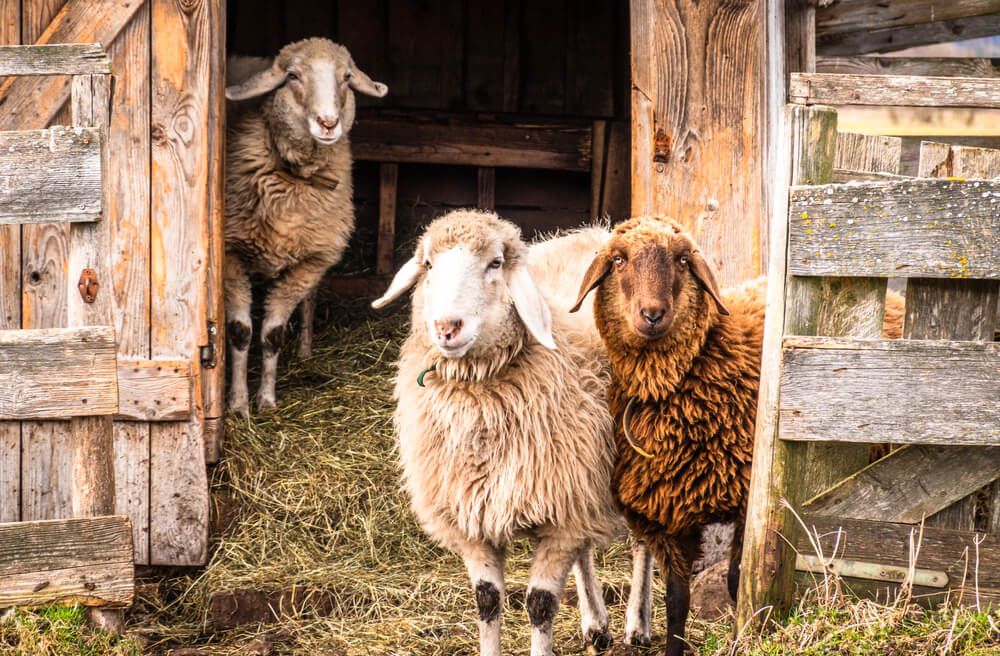 adorable sheep standing around their farmyard stable