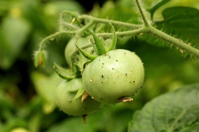 Aphids On Tomato Plants – Complete Guide to Natural Aphid Prevention and Control
