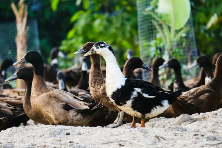 8 Black and White Duck Breeds [Farm Ducks, Wood Ducks, and Sea Ducks!]