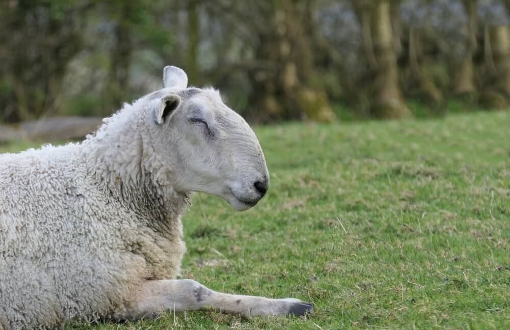 bluefaced leicester are one of the best sheep breeds for wool