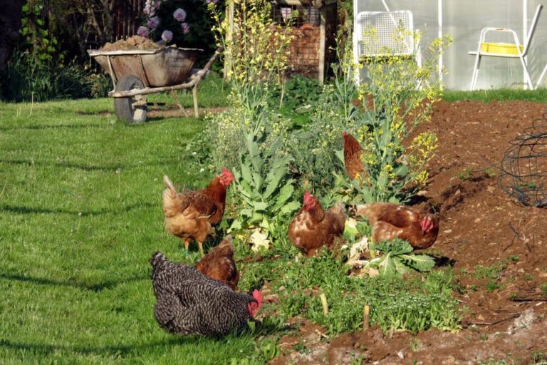 chickens exploring and foraging around the vegetable garden