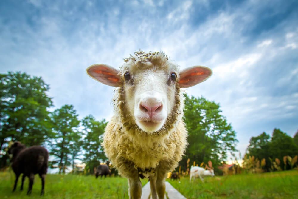 curious sheep standing in a green grassy field staring at the camera