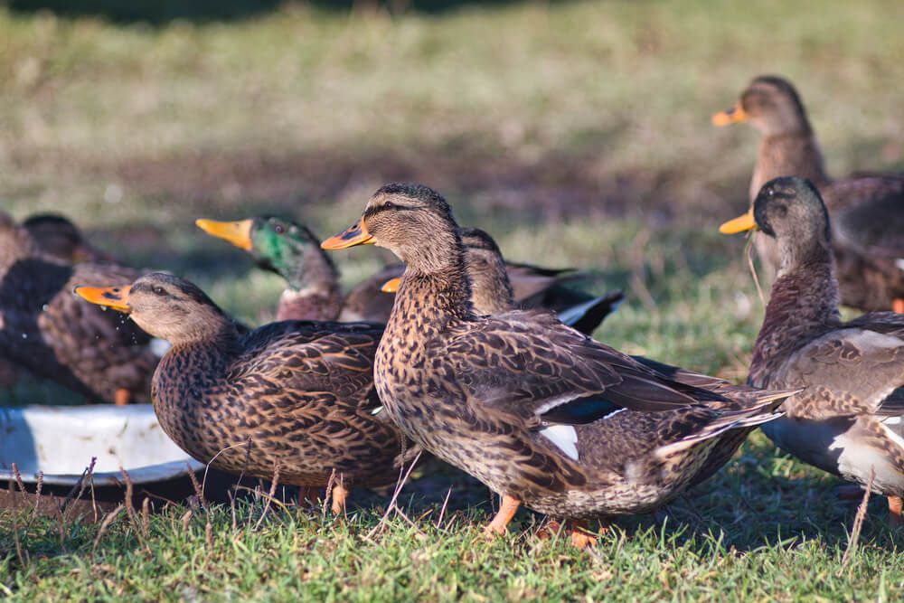 domestic ducks foraging and snacking in the backyard