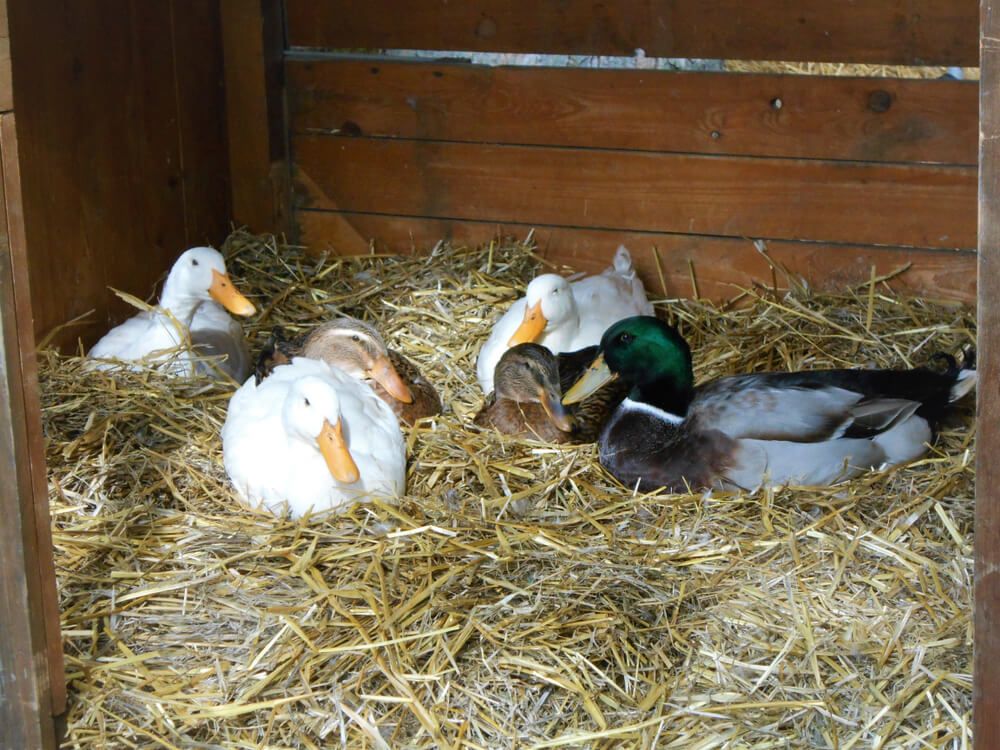 ducks resting atop a straw nest inside their farmyard housing