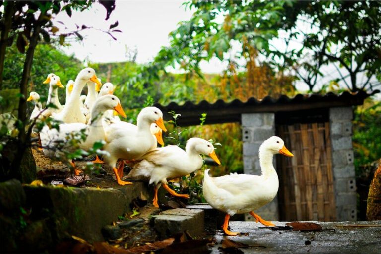 How Much Do Ducks Cost to Buy and Raise on Your Homestead