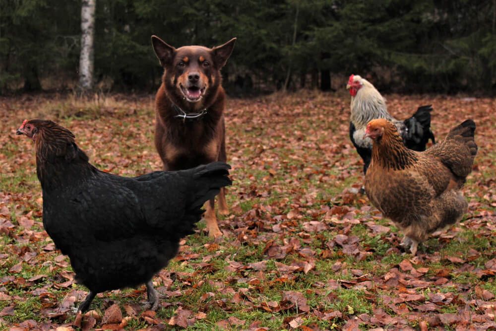farmyard dog hanging out with free range backyard chickens