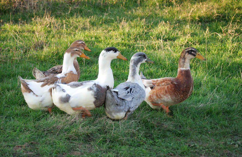 farmyard ducks exploring a green grassy meadow