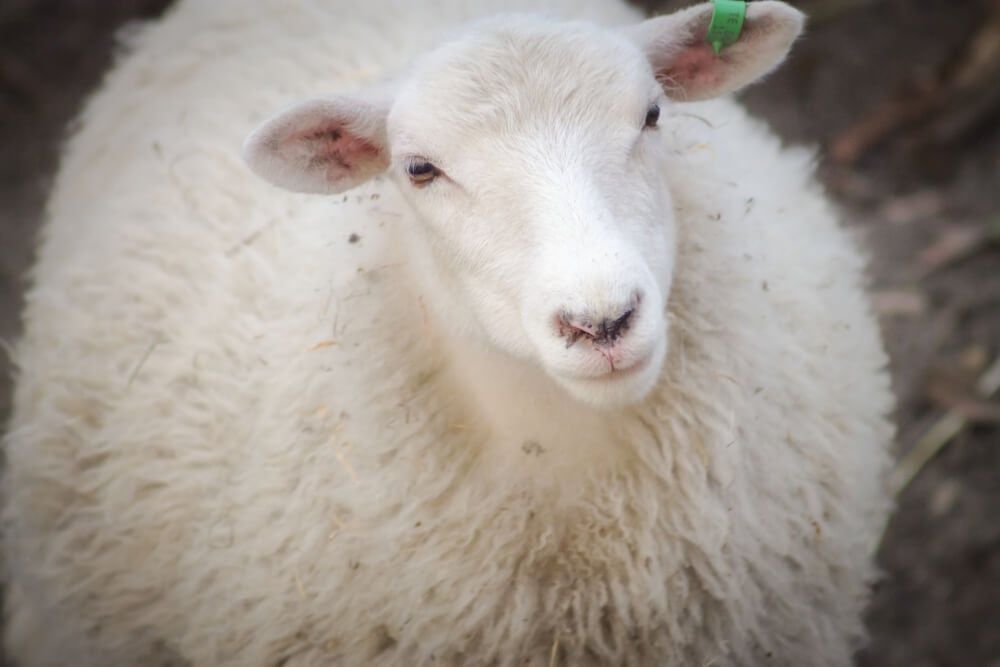 fluffy landrace sheep with thick white wool