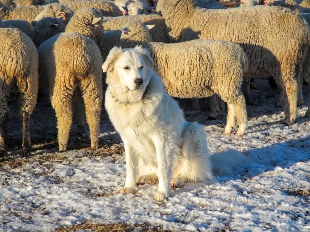 guard dog watching over and leading sheep flock