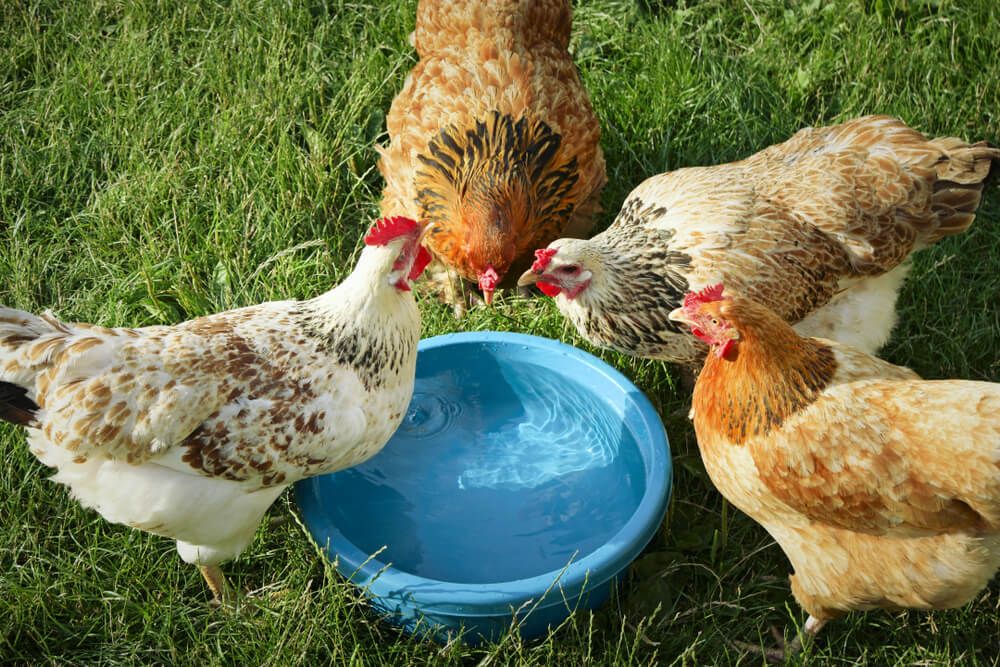 hens gathering around water bowl for a drink on a hot summer day