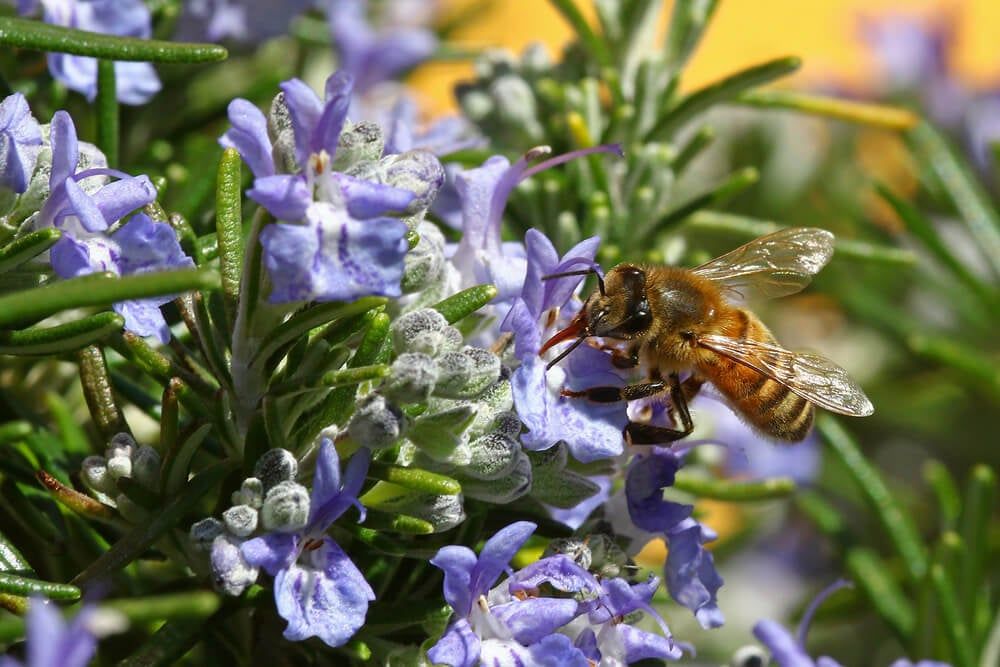 honeybee visiting blooming purple rosemary flowers, a great thyme companion plant