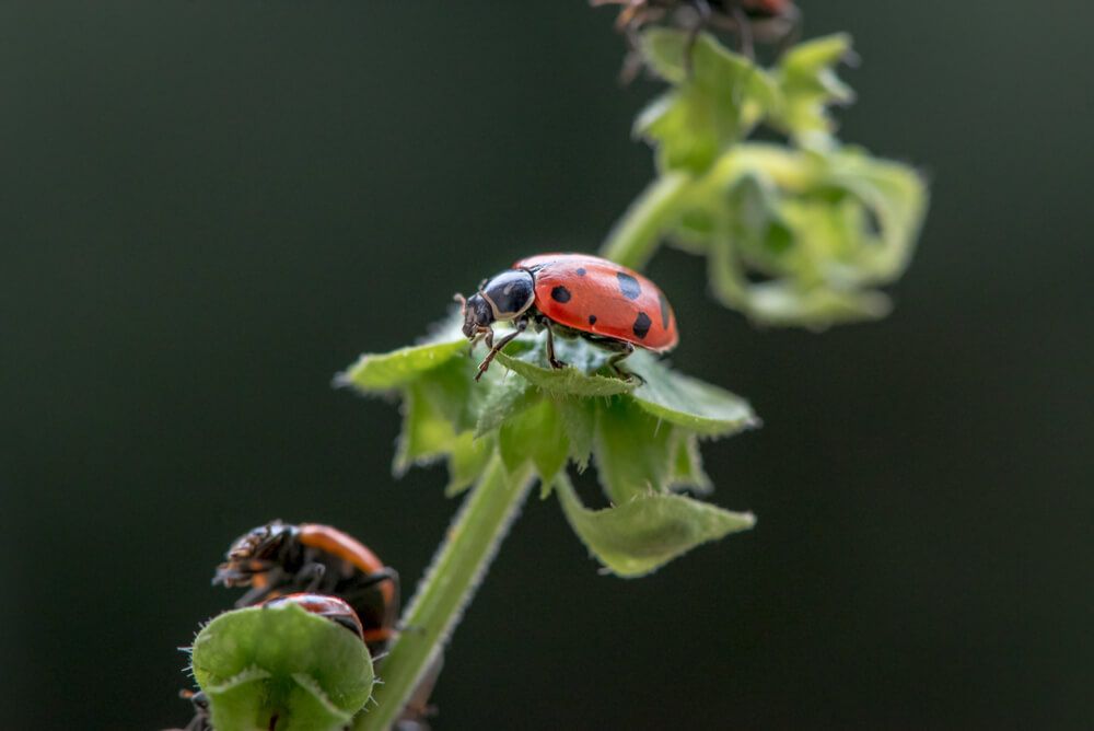 ladybugs hunting aphids on garden plants