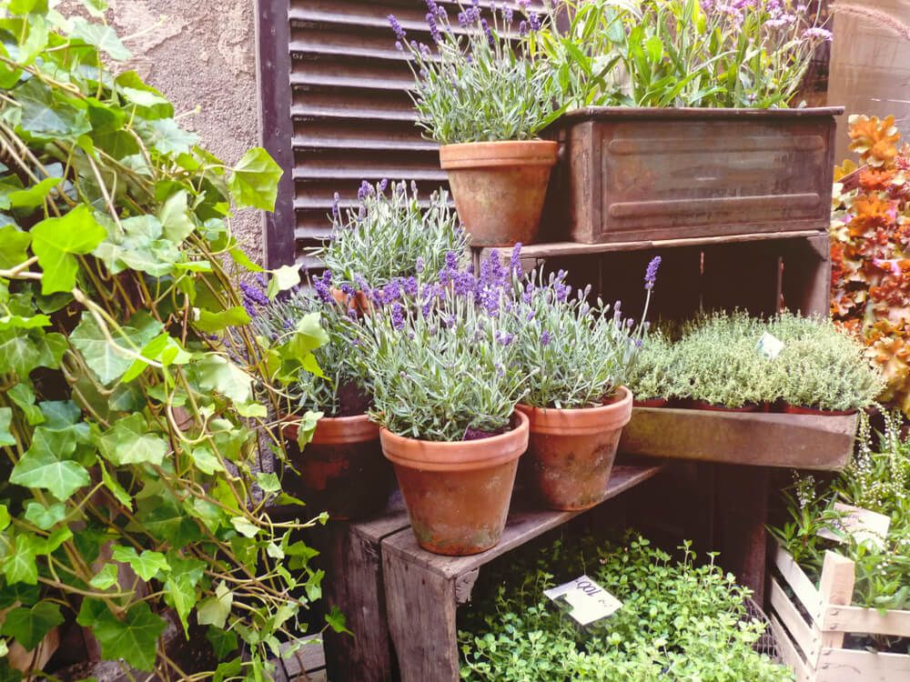 Lavender is one of the best thyme companion plants