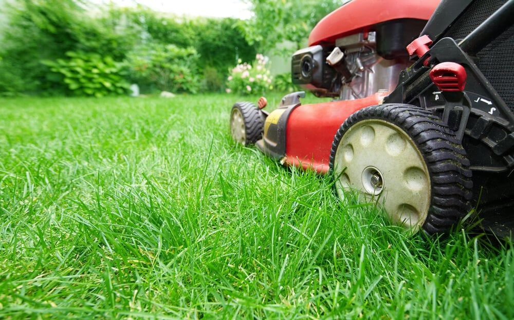 lawn mower cutting fresh and thick green grass in backyard