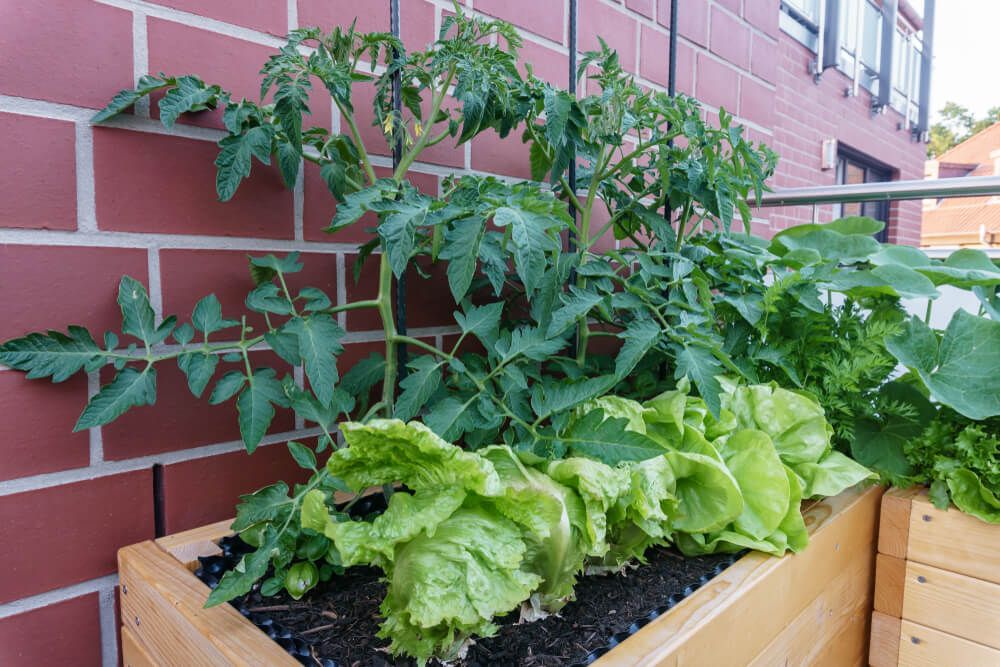lettuce and tomato plants growing in garden bed on apartment balcony