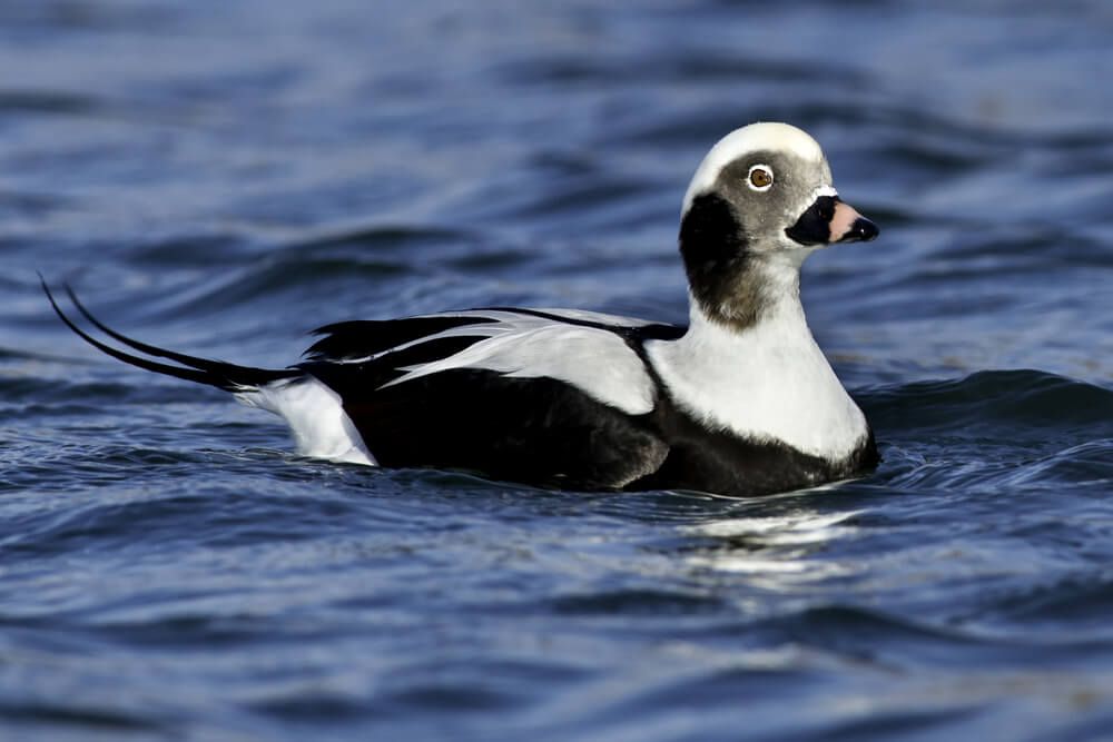 long tailed duck previously known as oldsquaw swimming in nature