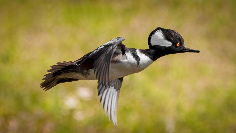 lovely hooded merganser duck flying freely in nature