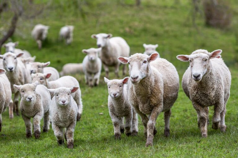 How Many Sheep Per Acre Can You Raise [USA Guide]