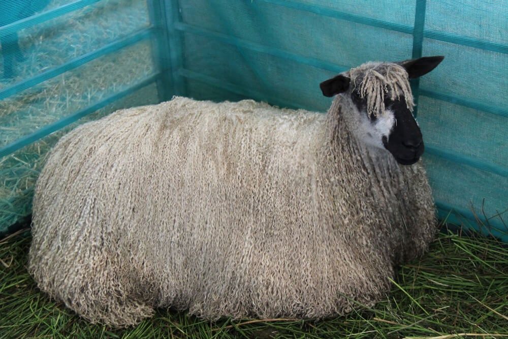 luxurious and elegant teeswater sheep relaxing in the barn