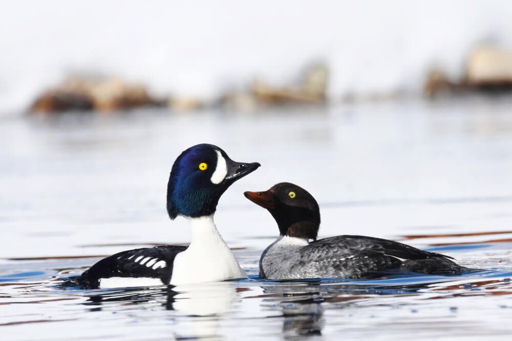 male and female barrow goldeneye duck swimming in a pond