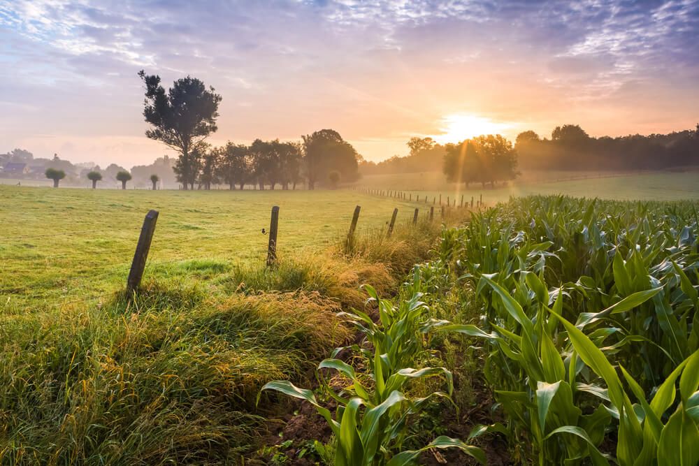 rural farmyard sunrise with small corn plants growing and soaking in sunlight