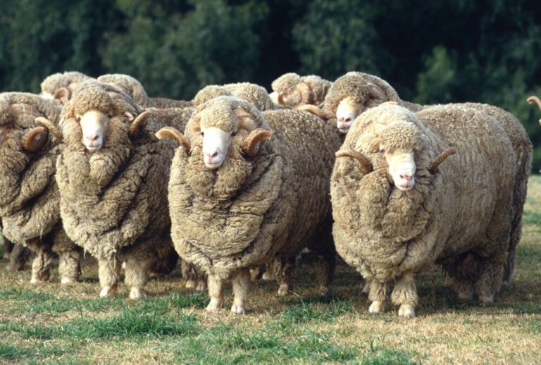 15 Best Sheep Breeds for Wool! [Fine Clothing, Socks, and Sweaters!]