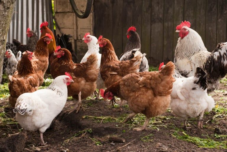 The Cost of Raising Chickens In the USA [Meat and Egg Chickens!]