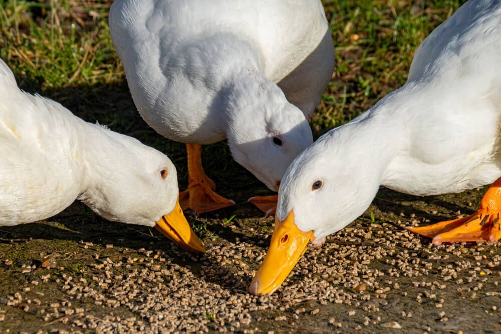 three heavy white ducks foraging for yummy snacks