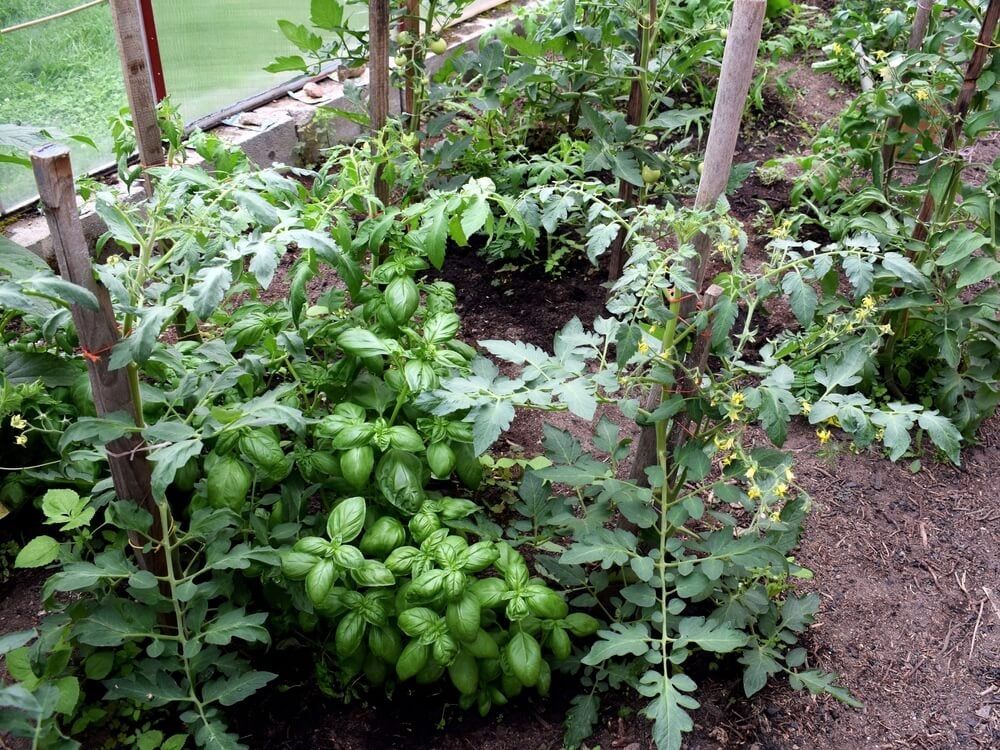 tomatoes and basil plants growing in small greenhouse