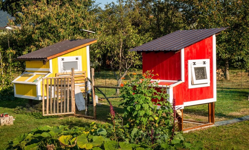 two beautiful red and yellow chicken coops in the backyard garden