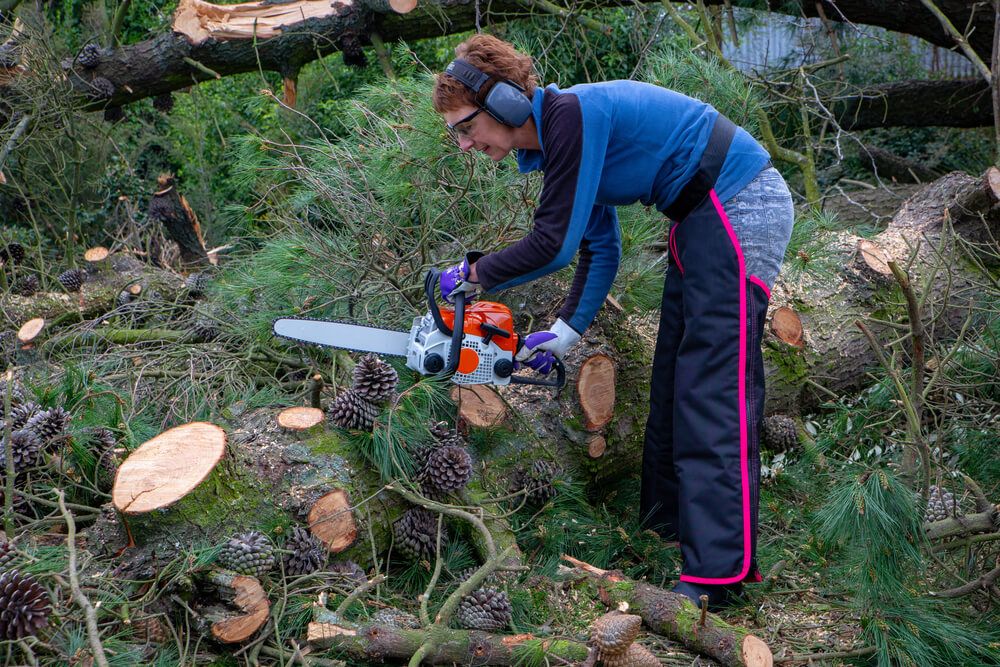 using a chainsaw to clear tree litter and cut firewood