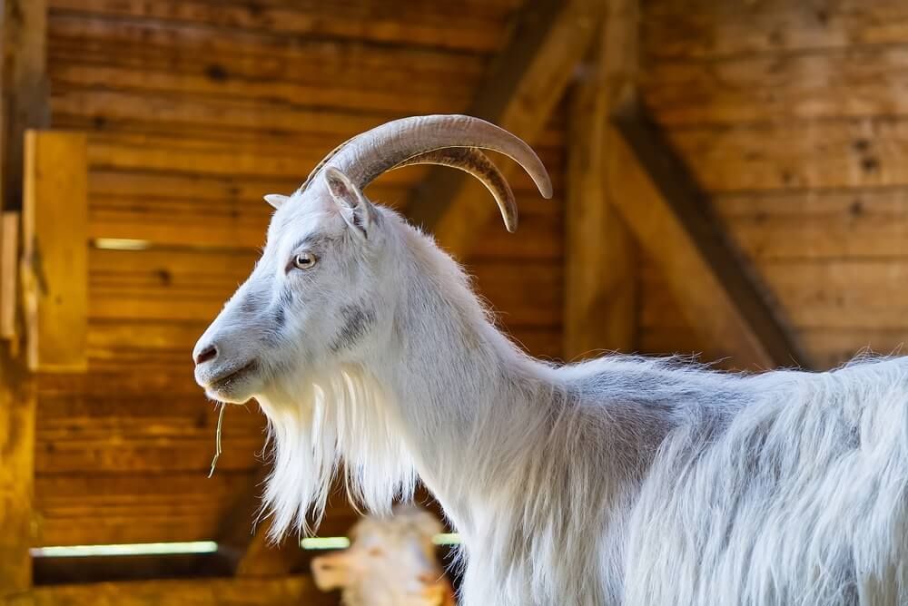 white domestic goat relaxing in the barn