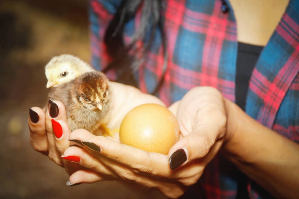 woman in plaid shirt holding a baby chick and fresh backyard eggs