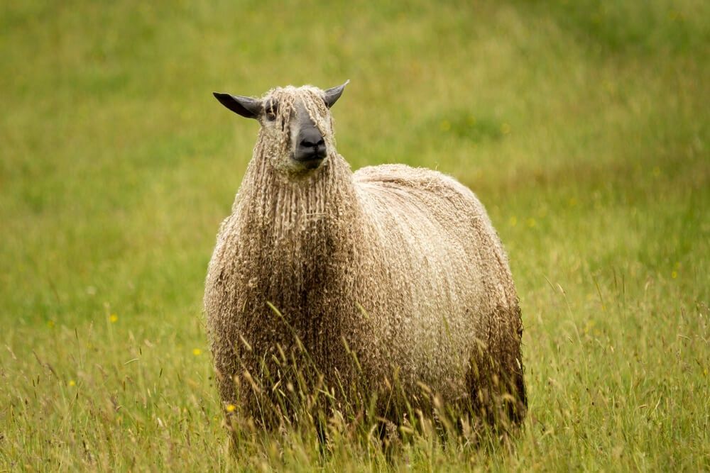 wooly wensleydale sheep standing in thick forage grass