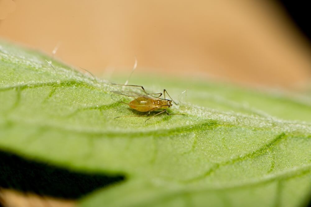yellow aphid attacking a greenhouse tomato leaf