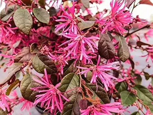 TriStar Plants - Ruby Loropetalum- 1 Gallon, 3'-4'ft Tall Potted Plant, Healthy Established Roots, Fast Growing Trees, Fall Color, Evergreen, Loropetalum chinense
