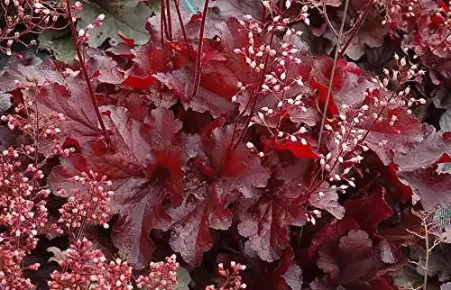 Forever Red Coral Bells - Heuchera - Shade Perennial in Gallon Pot