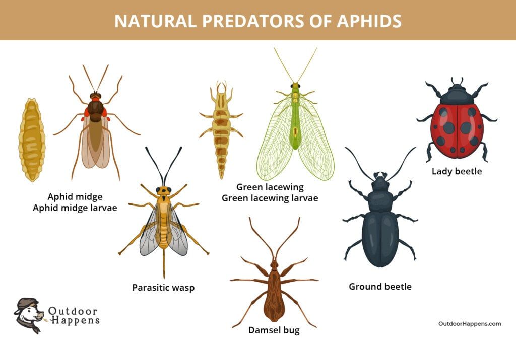 Illustrations of the natural predators of aphids - The aphid midge with its larvae, the green lacewing and its larvae, the lady beetle, the parasitic wasp, damsel bug, and ground beetle.