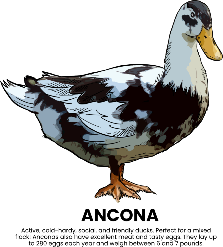 Illustration of the black and white Ancona duck. With text: Active, cold-hardy, social, and friendly ducks. Perfect for a mixed flock! Anconas also have excellent meat and tasty eggs. They lay up to 280 eggs each year and weigh between 6 and 7 pounds. 
