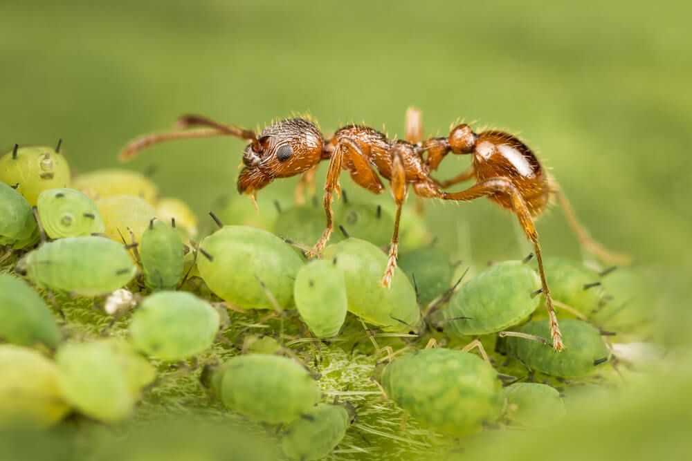 ant protecting aphids on a plant
