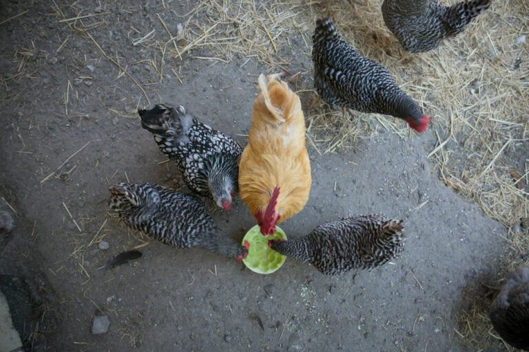 backyard chickens eating a yummy honeydew melon on small farm