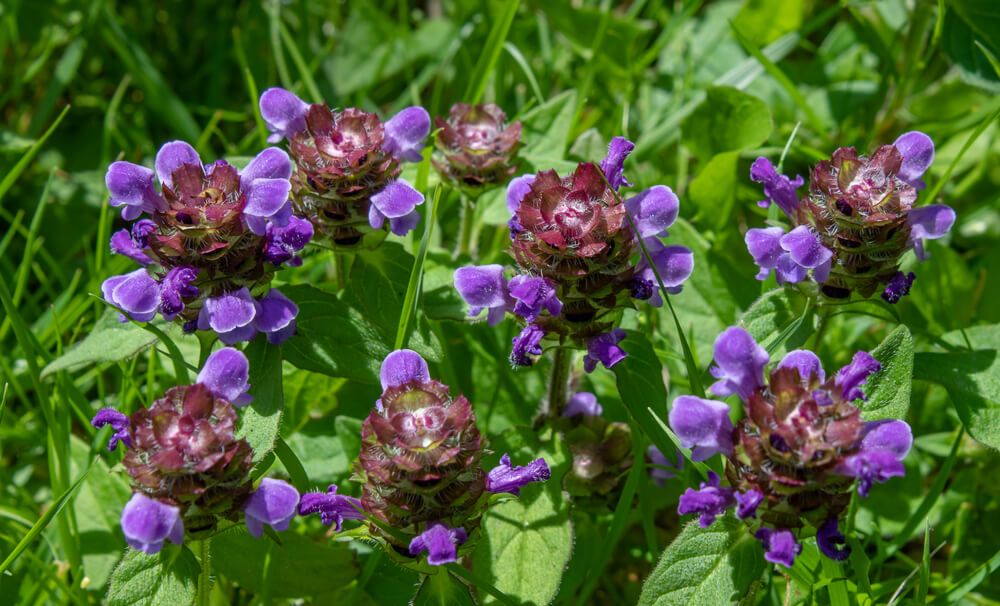 beautiful selfheal plant with deep purple flowers