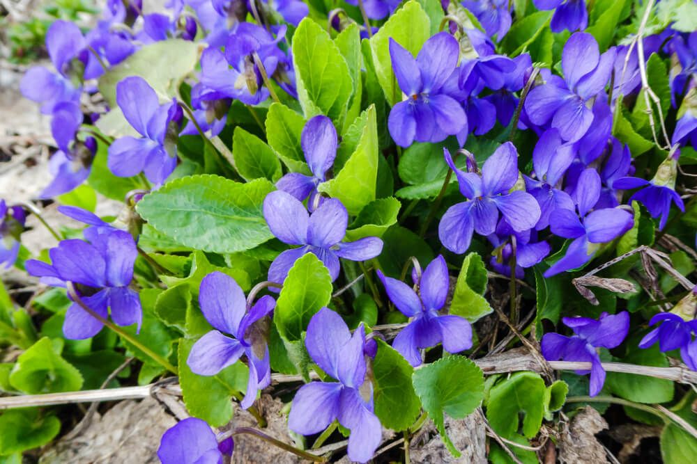 beautiful wild violet flowers growing in backyard woods