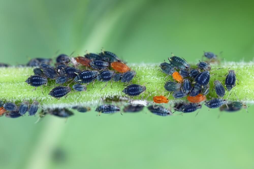 black and red aphids attacking a plant