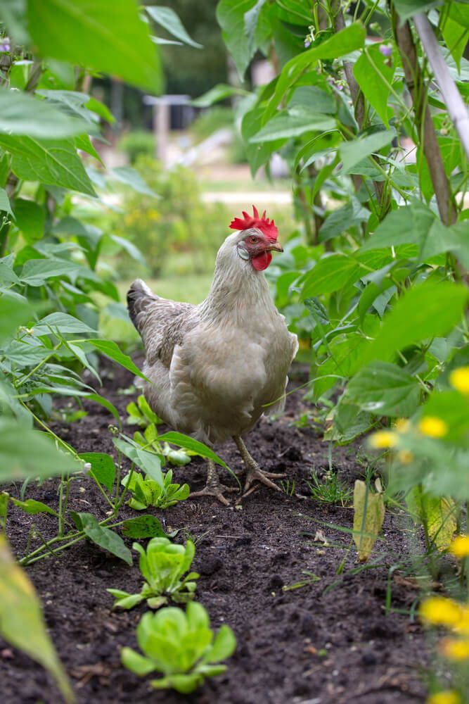 chicken foraging in the vegetable garden looking for a snack