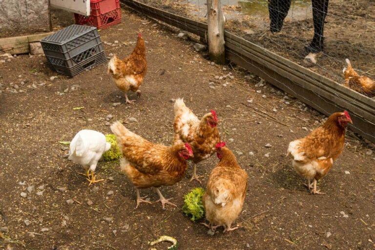 Can Chickens Eat Broccoli? [Ultimate Broccoli-Feeding Guide]